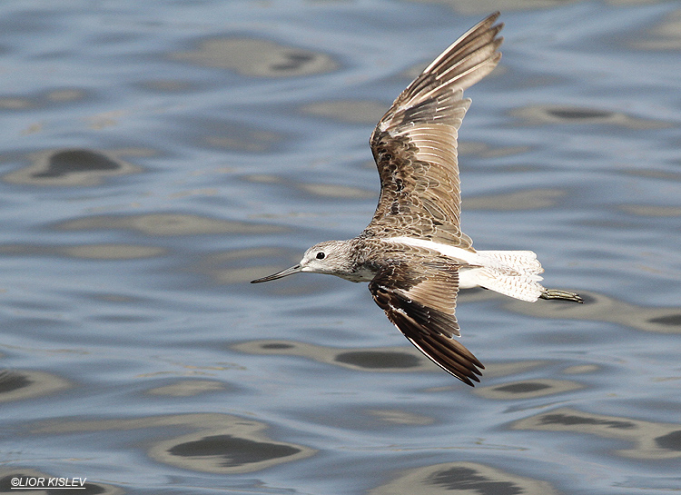 Common Greenshank Tringa nebularia Maagan Michael , Israel  08-08-13  Lior Kislev